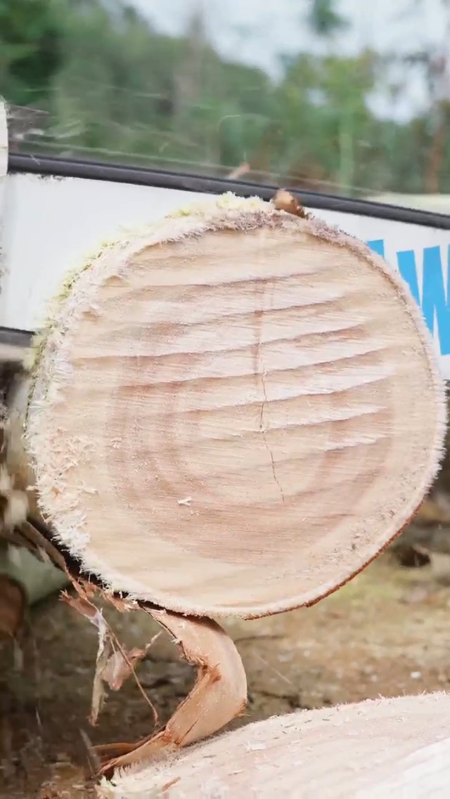 Amazon.com: Cutwin 1 Pack 12 Inch Chainsaw Chain 1/4